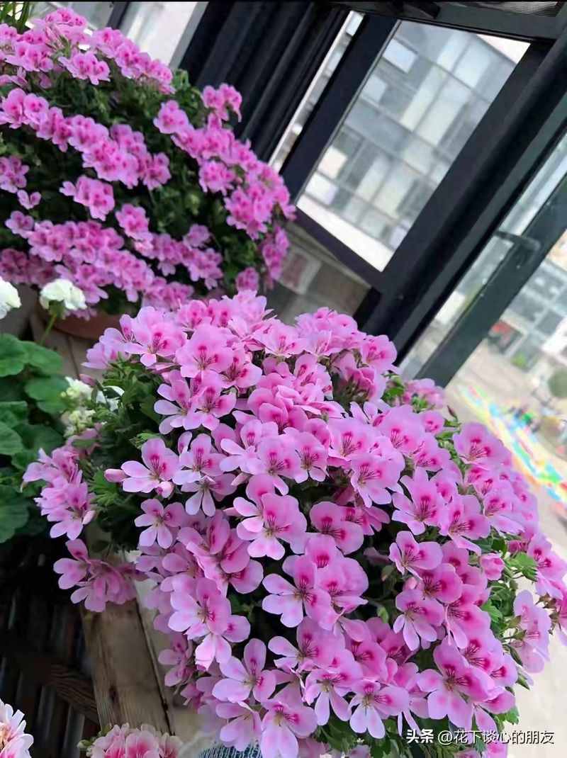 四季赏花不用愁,8种懒人花卉,粗放养护也能天天开花