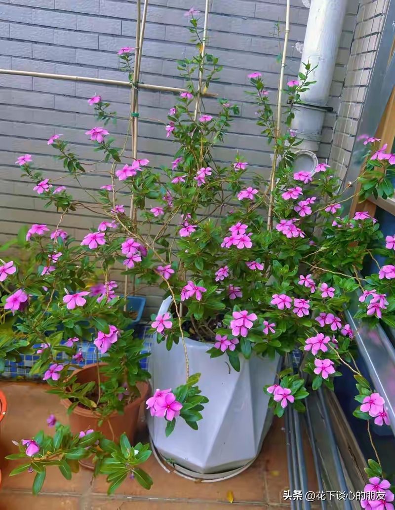 双色茉莉的种植方法