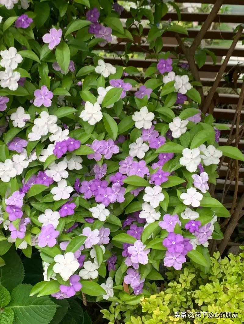 双色茉莉的种植方法