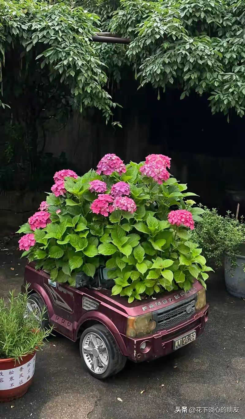 双色茉莉的种植方法
