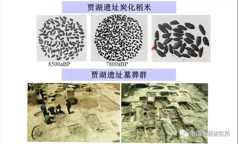水稻的种植方法