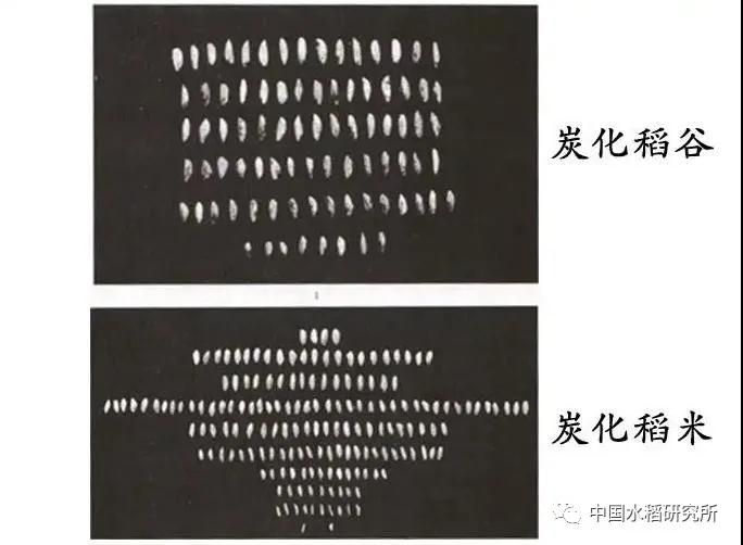水稻的种植方法