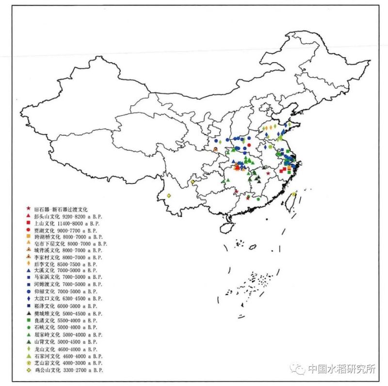 水稻的种植方法