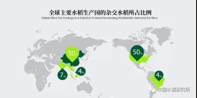 水稻的种植方法