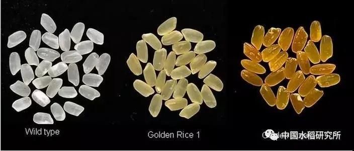 水稻的种植方法