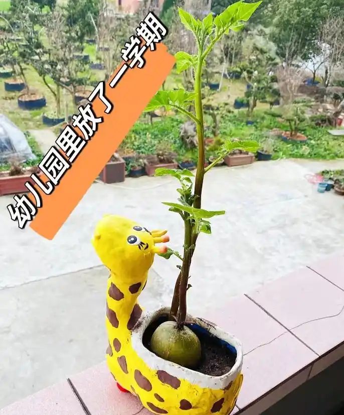 自制大花盆方法及图片