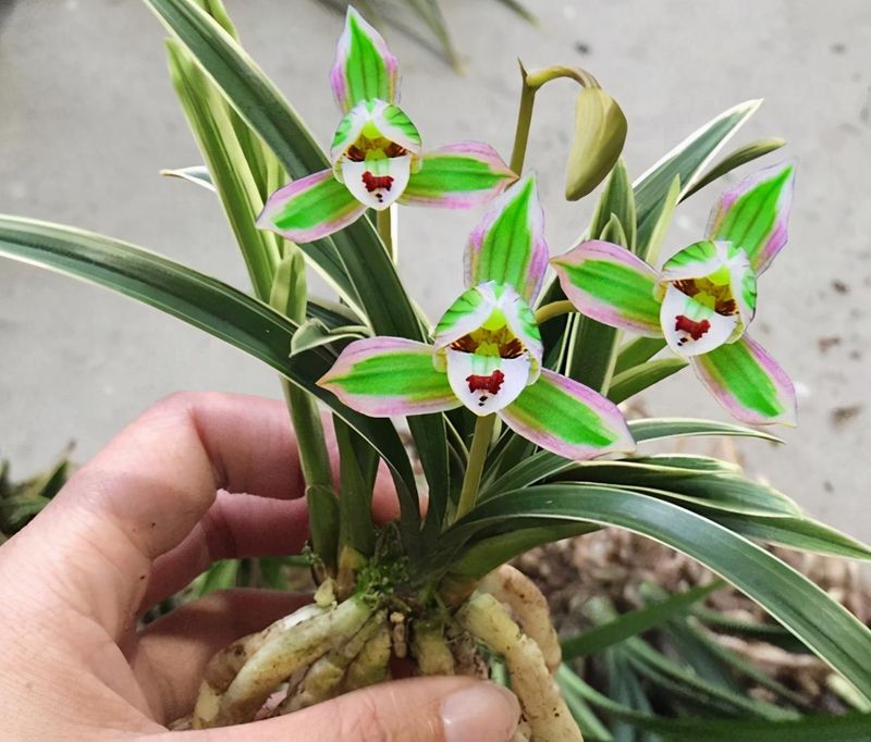 双色茉莉的种植方法