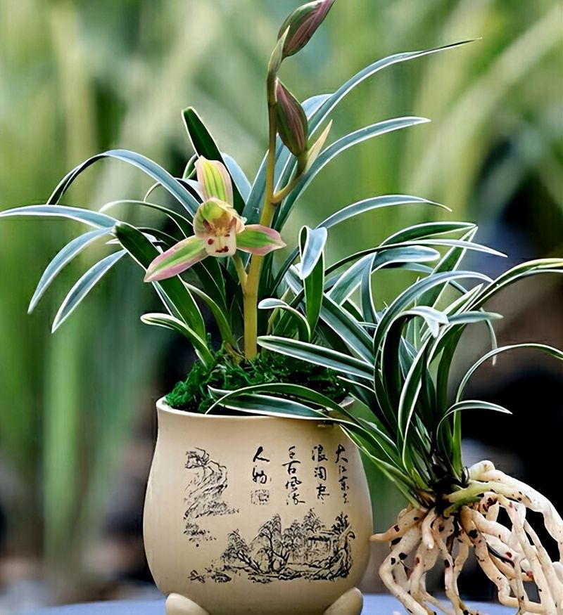 双色茉莉的种植方法