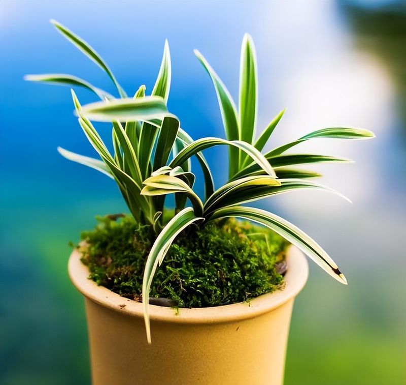 双色茉莉的种植方法