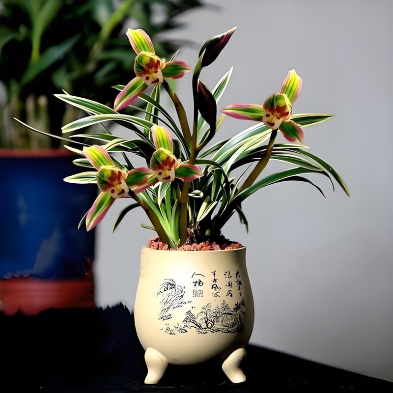 双色茉莉的种植方法