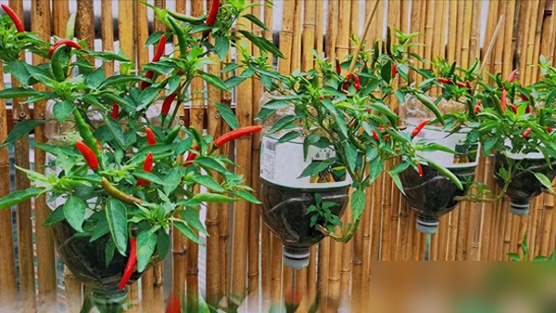 朝天椒花盆种植方法