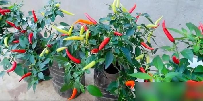 朝天椒花盆种植方法