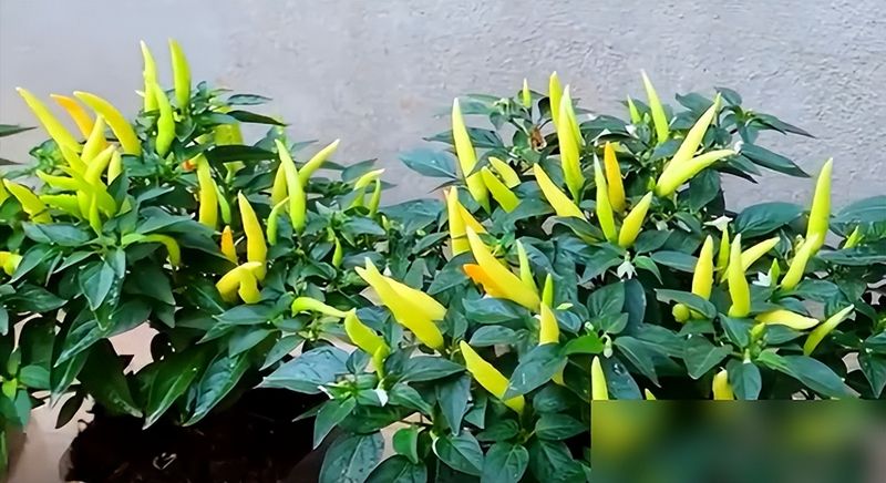 朝天椒花盆种植方法