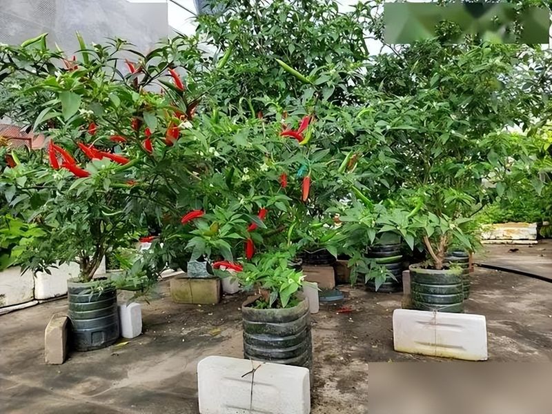 朝天椒花盆种植方法