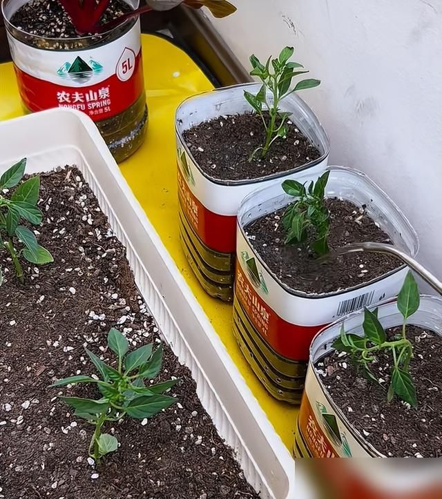 朝天椒花盆种植方法