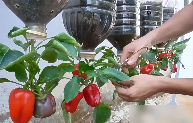 朝天椒花盆种植方法