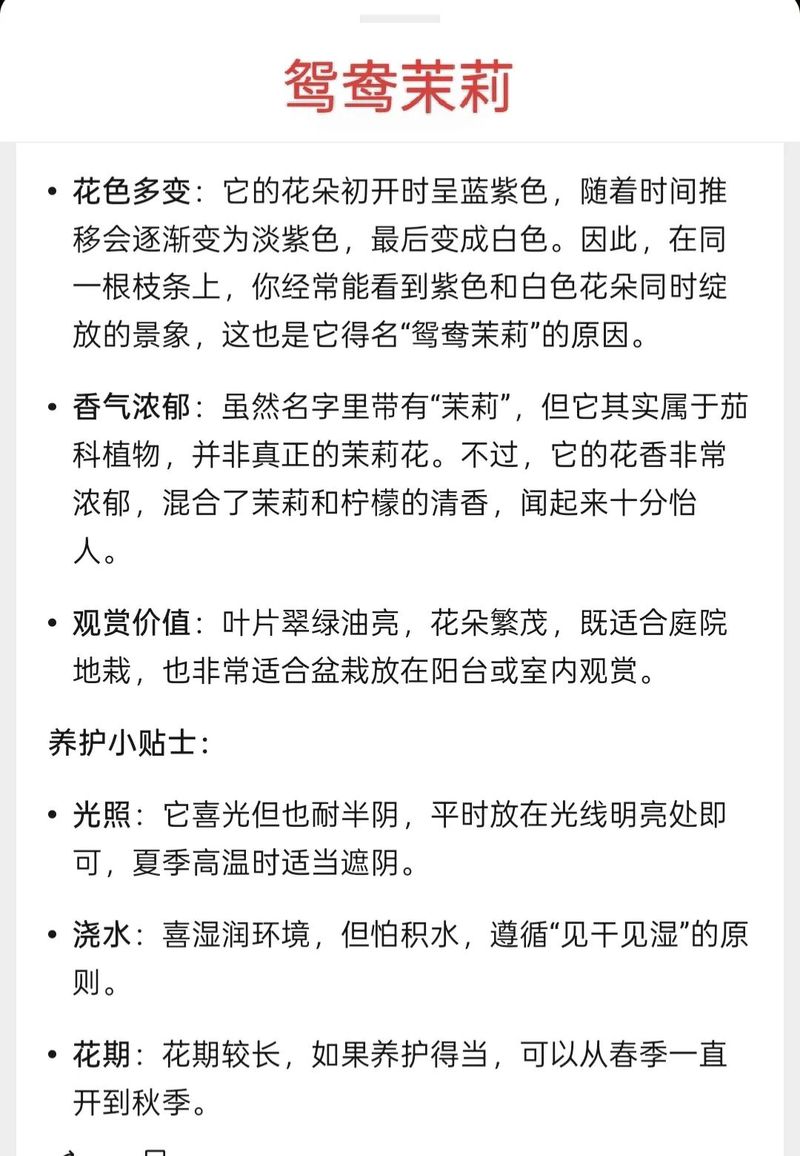 双色茉莉的种植方法