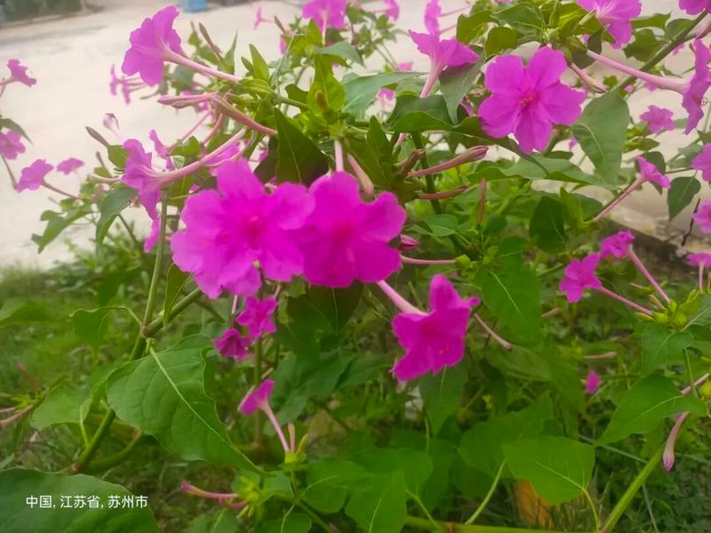 双色茉莉的种植方法