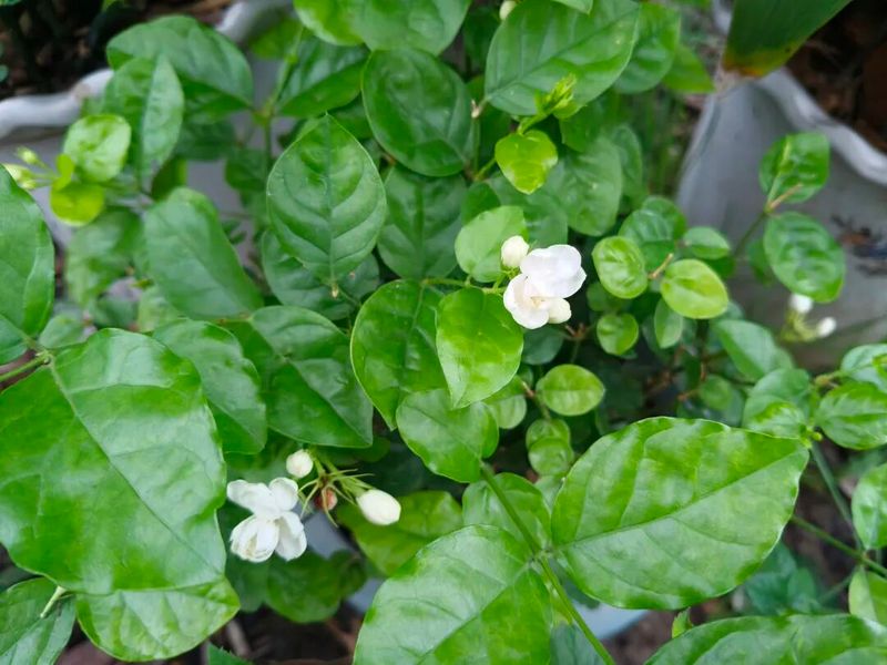 双色茉莉的种植方法