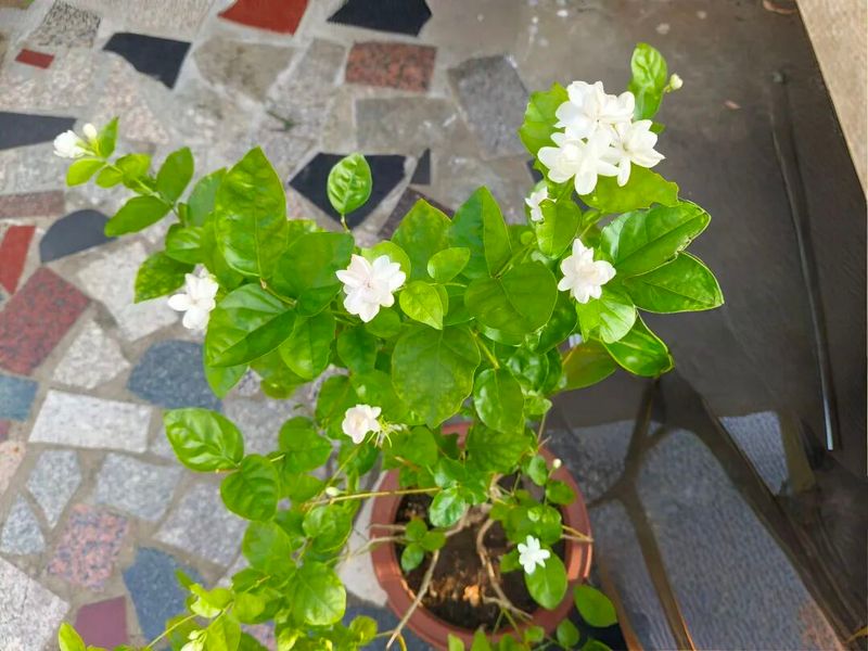 双色茉莉的种植方法
