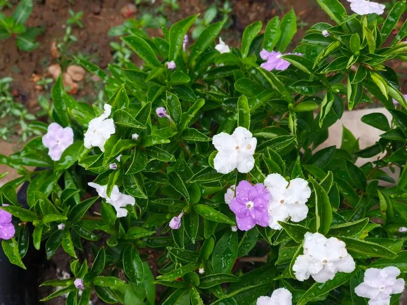 双色茉莉的种植方法