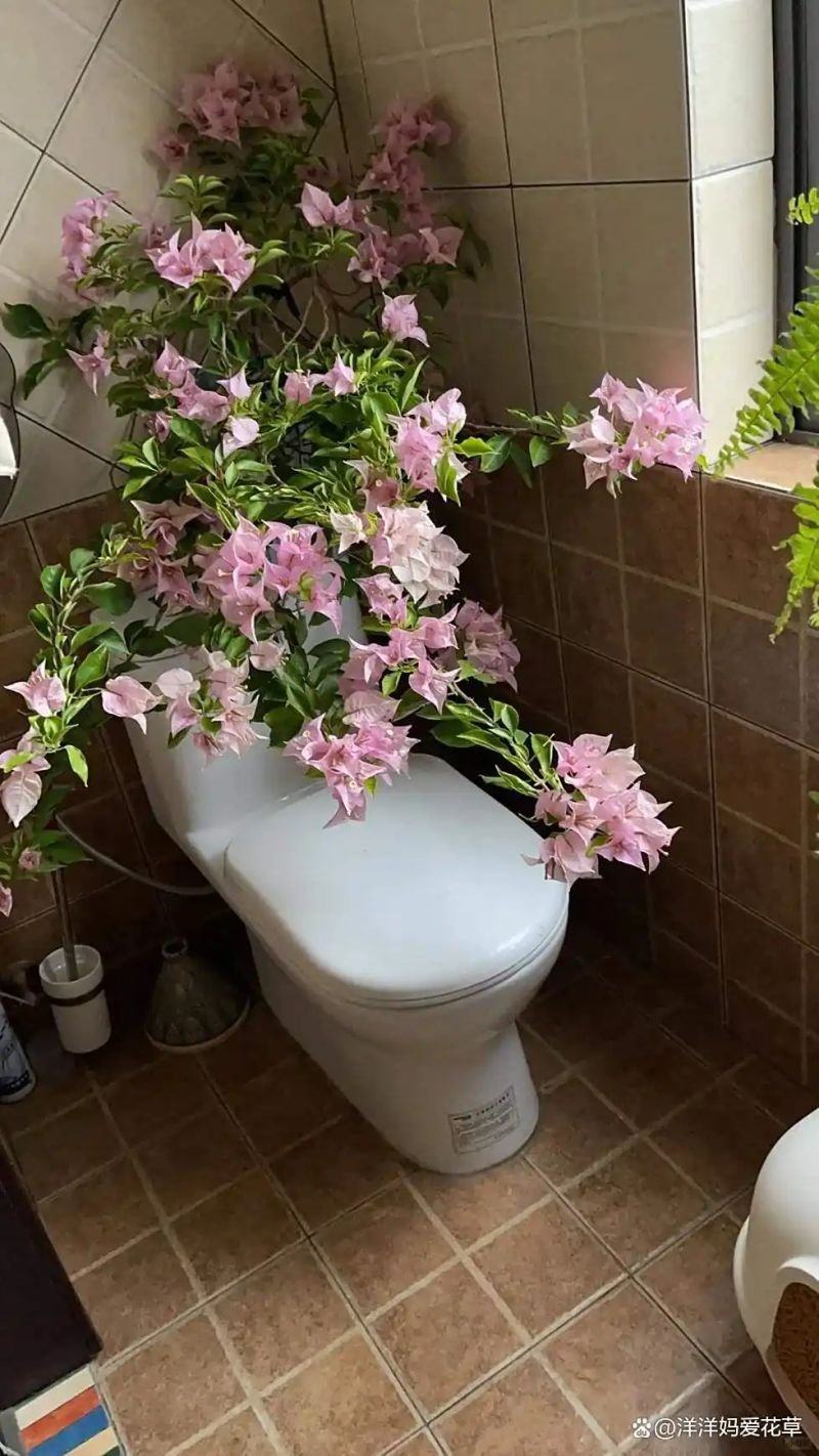 自制大花盆方法及图片