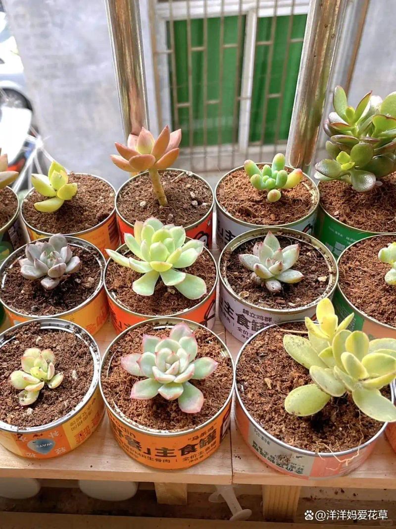 自制大花盆方法及图片