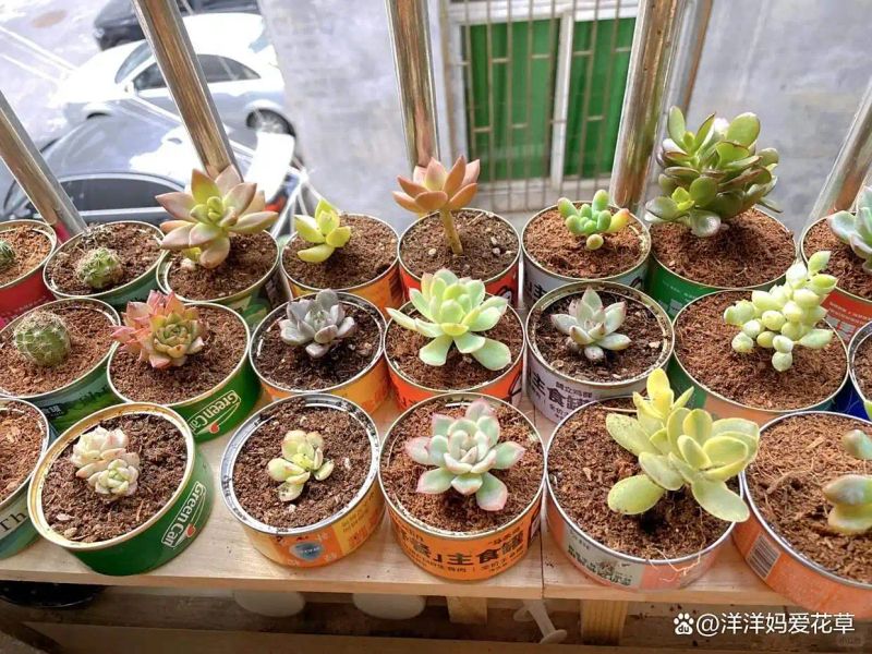 自制大花盆方法及图片