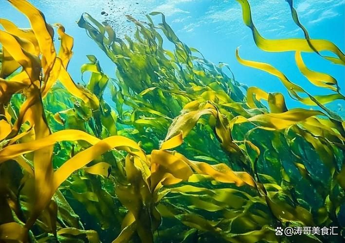 螺旋藻多少钱
