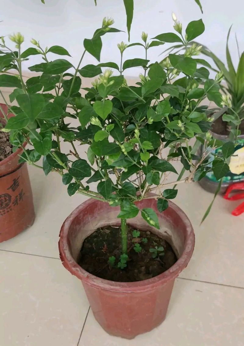双色茉莉的种植方法