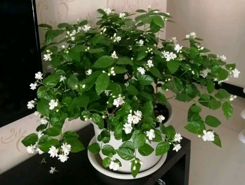 双色茉莉的种植方法