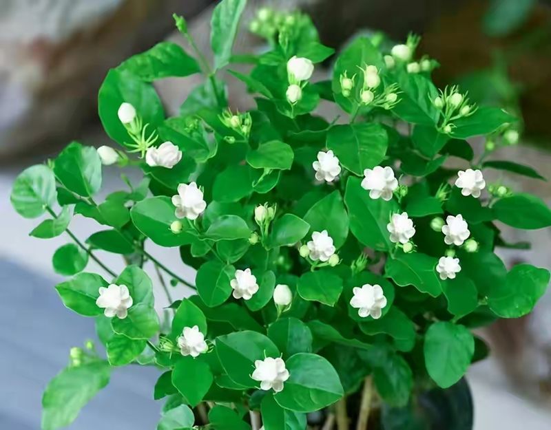 双色茉莉的种植方法