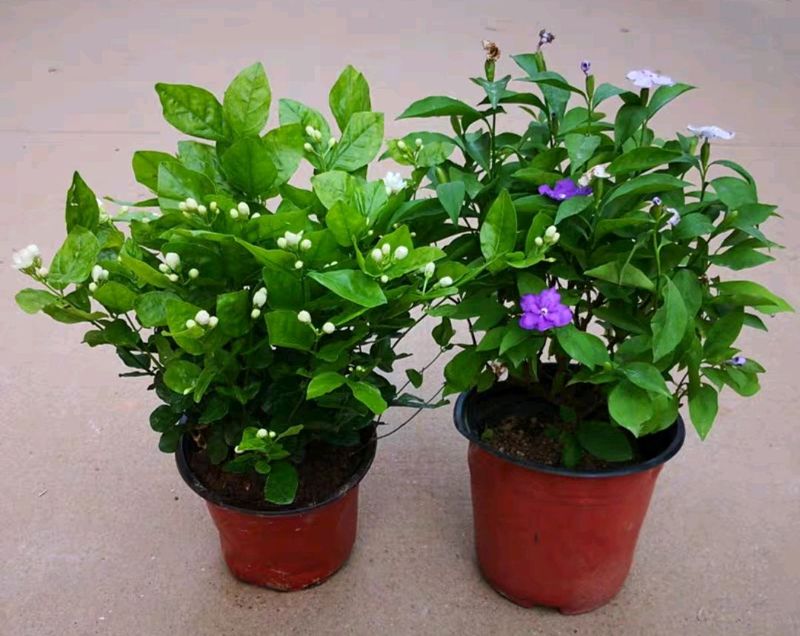 双色茉莉的种植方法
