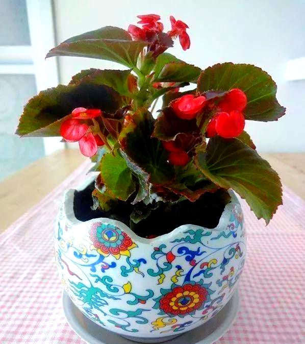 自制大花盆方法及图片