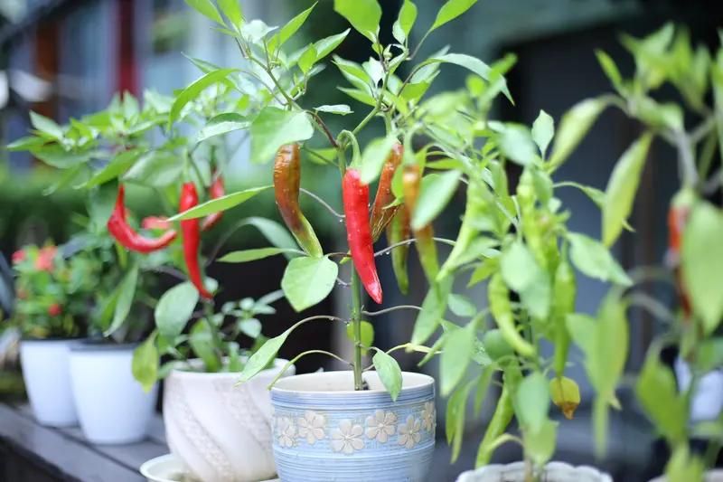 朝天椒花盆种植方法