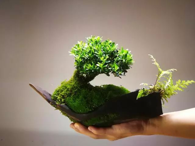 双色茉莉的种植方法