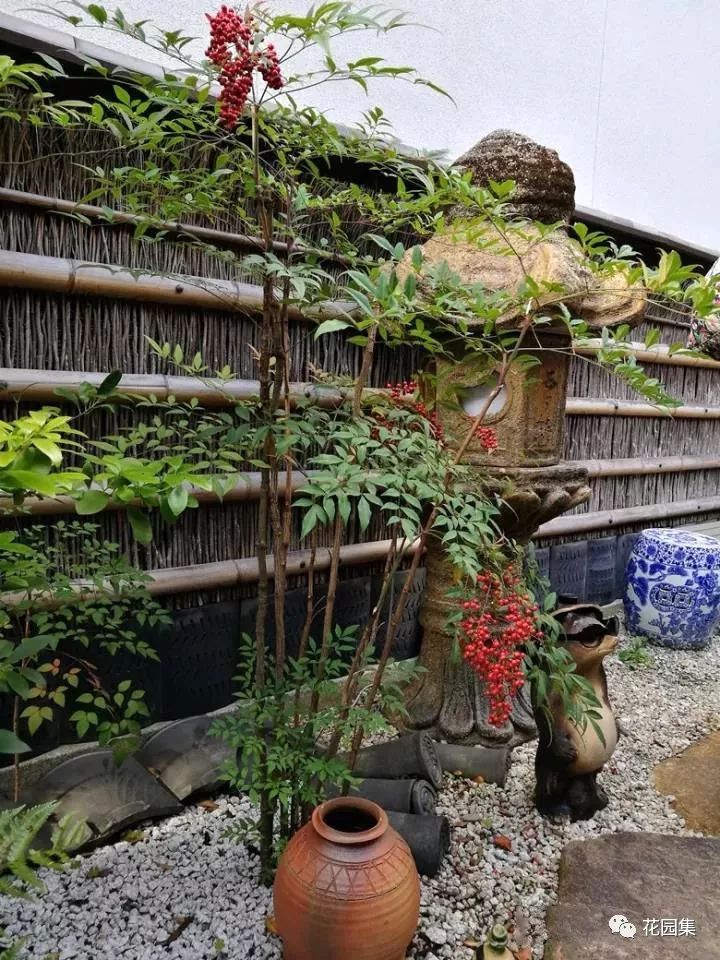 双色茉莉的种植方法