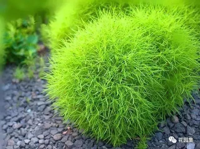 双色茉莉的种植方法