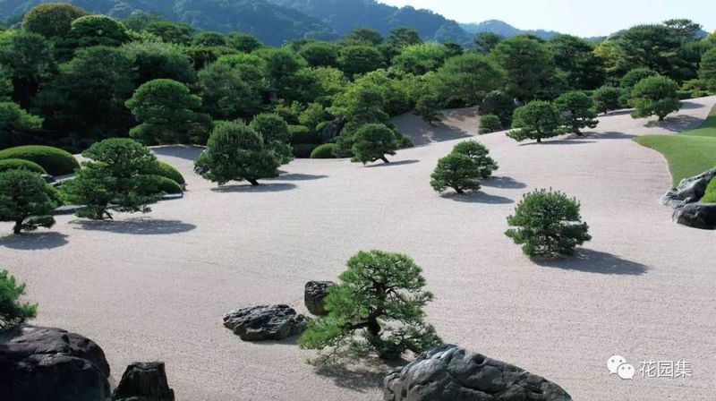 双色茉莉的种植方法