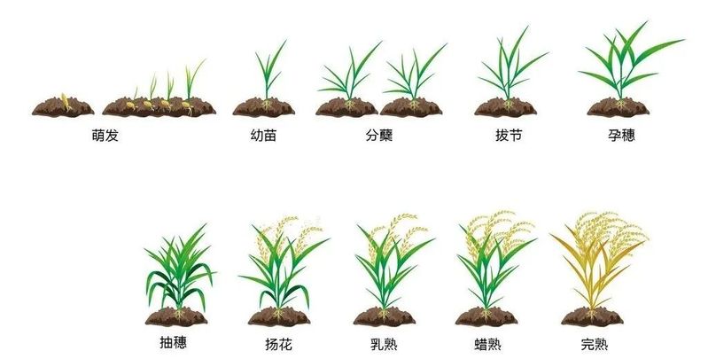 水稻的种植方法