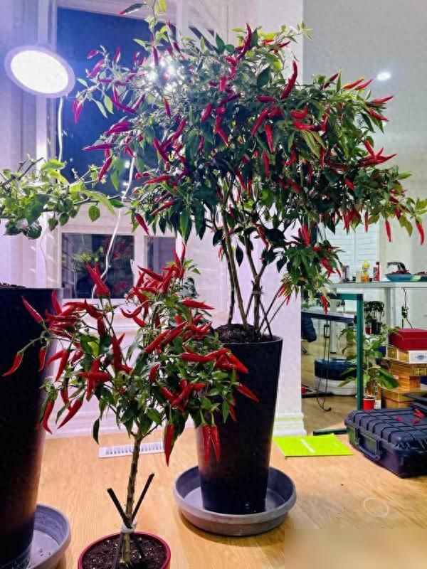 朝天椒花盆种植方法