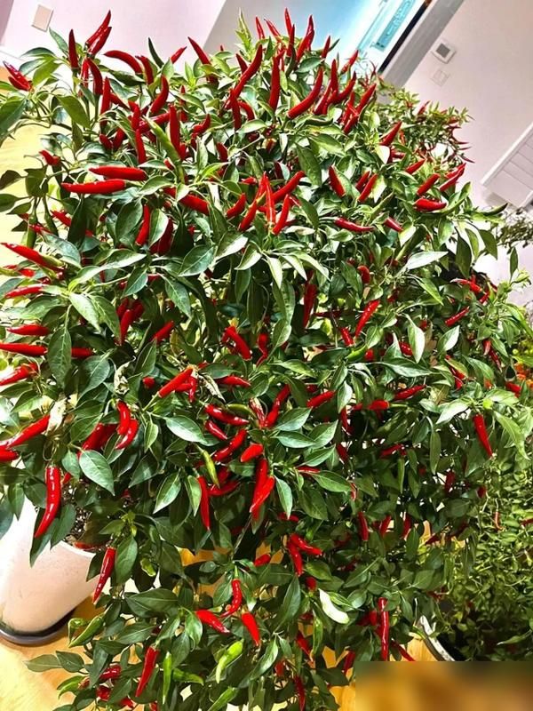 朝天椒花盆种植方法