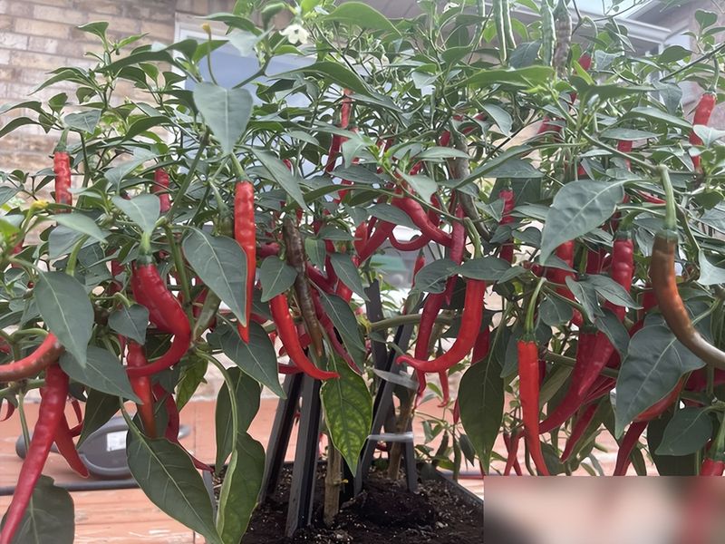 朝天椒花盆种植方法