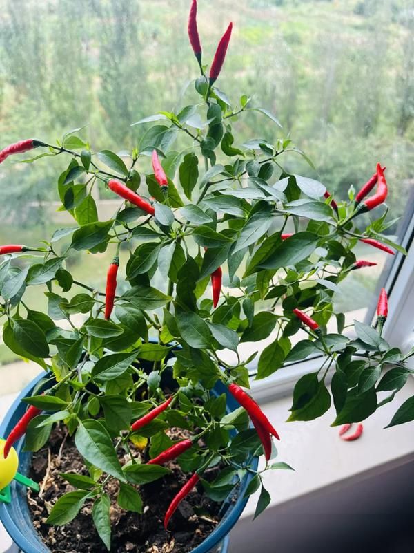 朝天椒花盆种植方法