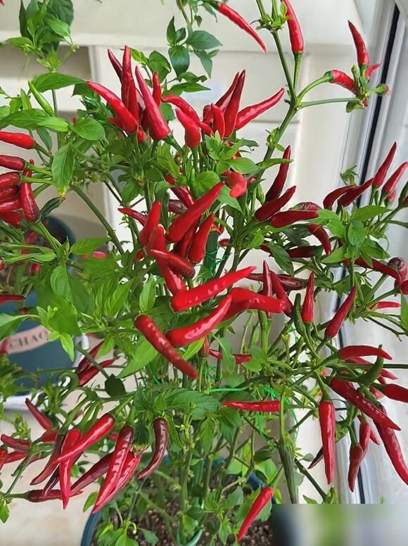 朝天椒花盆种植方法