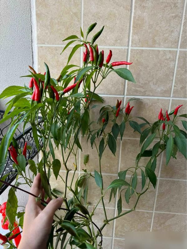 朝天椒花盆种植方法