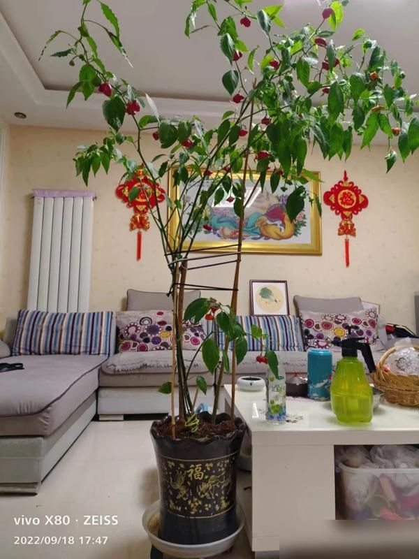朝天椒花盆种植方法