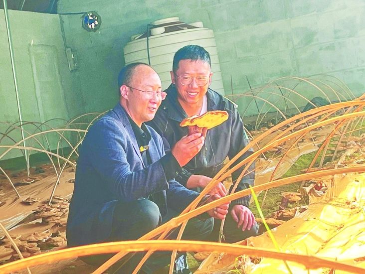 灵芝怎样种植方法