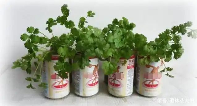 自制大花盆方法及图片