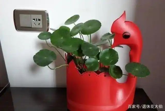 自制大花盆方法及图片